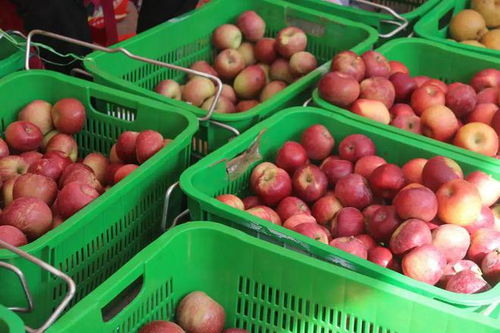 特色農產品展 鄉村振興的窗口與機遇